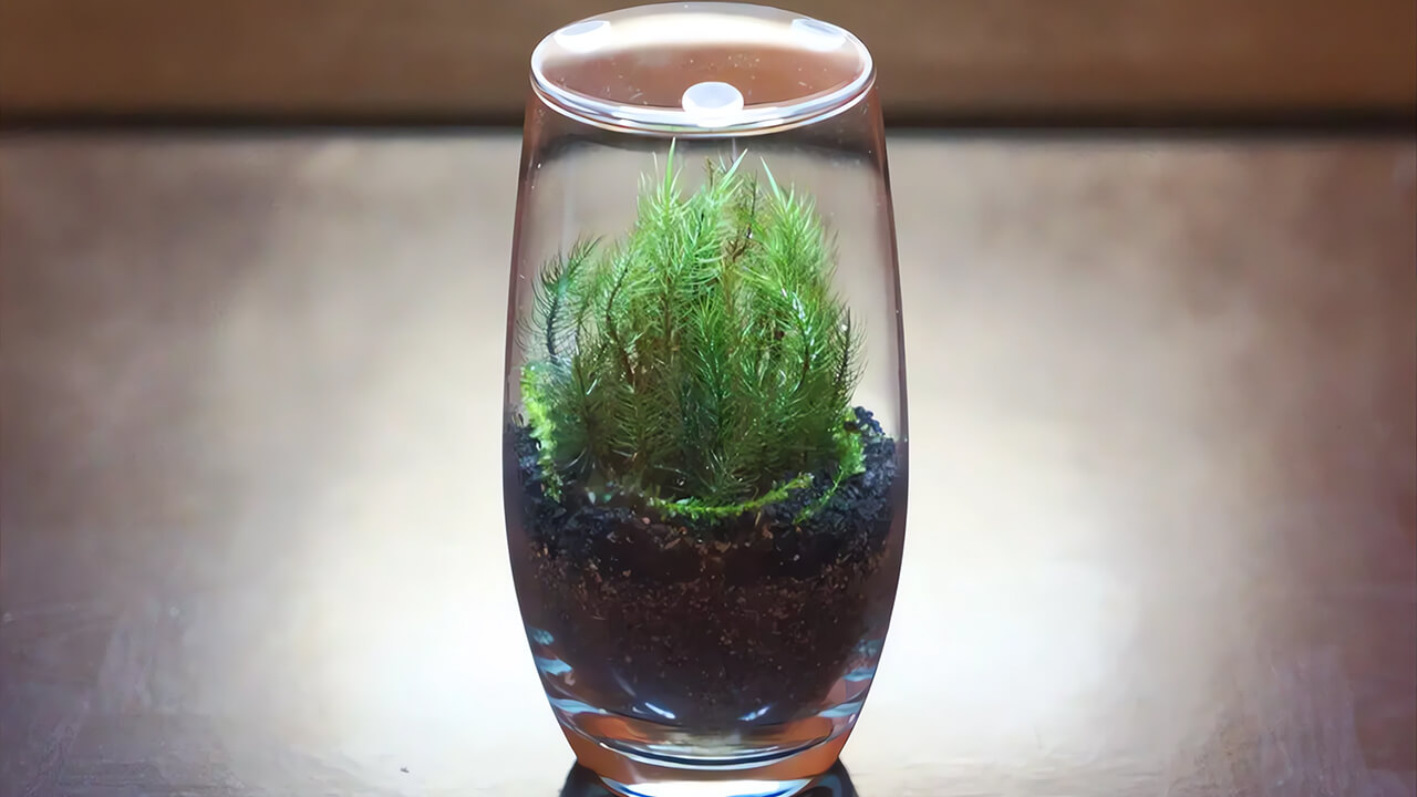 Moss Soil