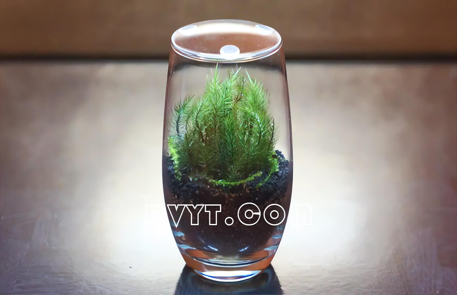 Mold-resistant moss substrate